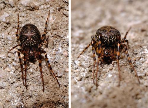 Réf. 303 536 : Metellina merianae